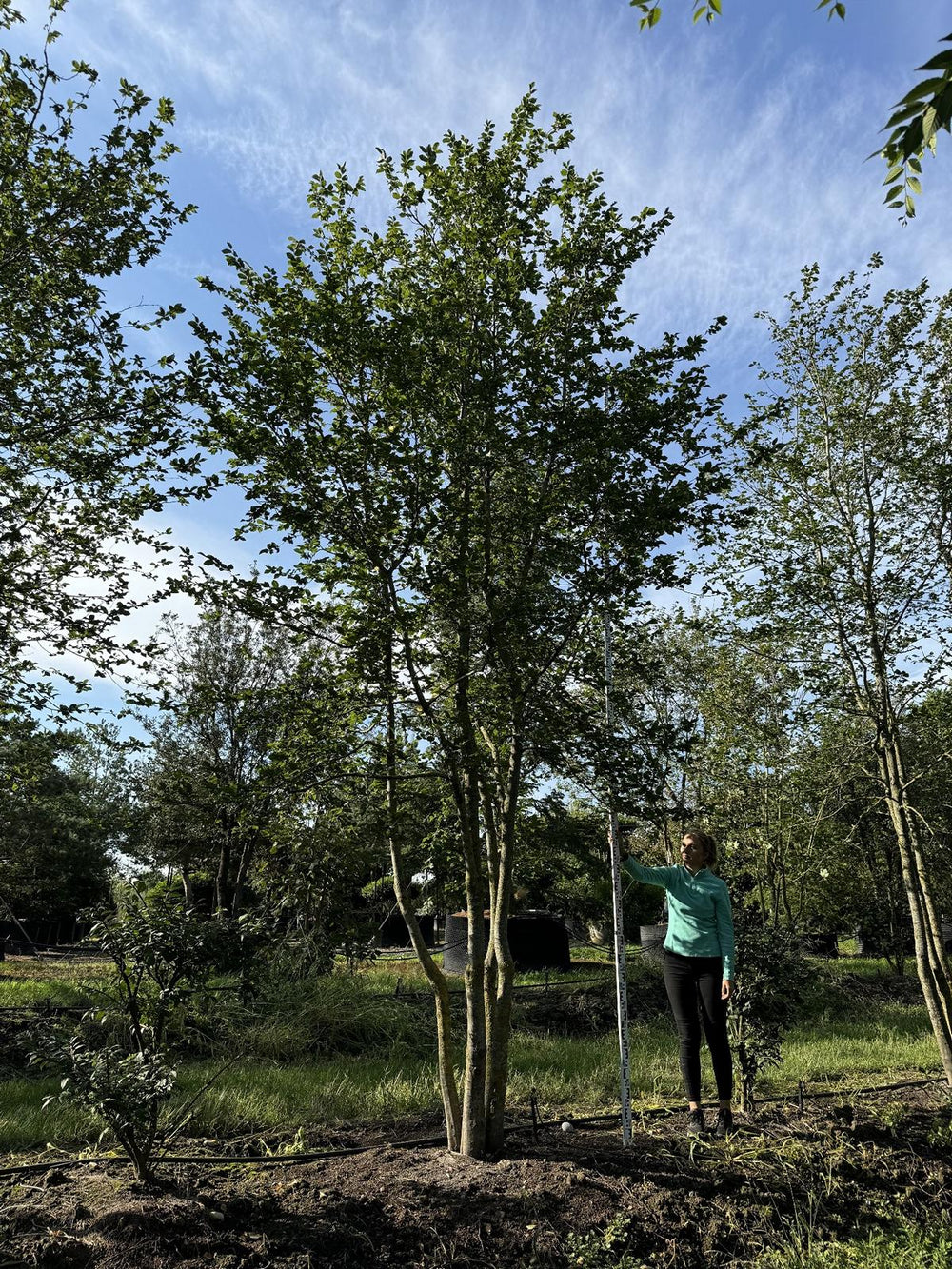 Carpinus betulus