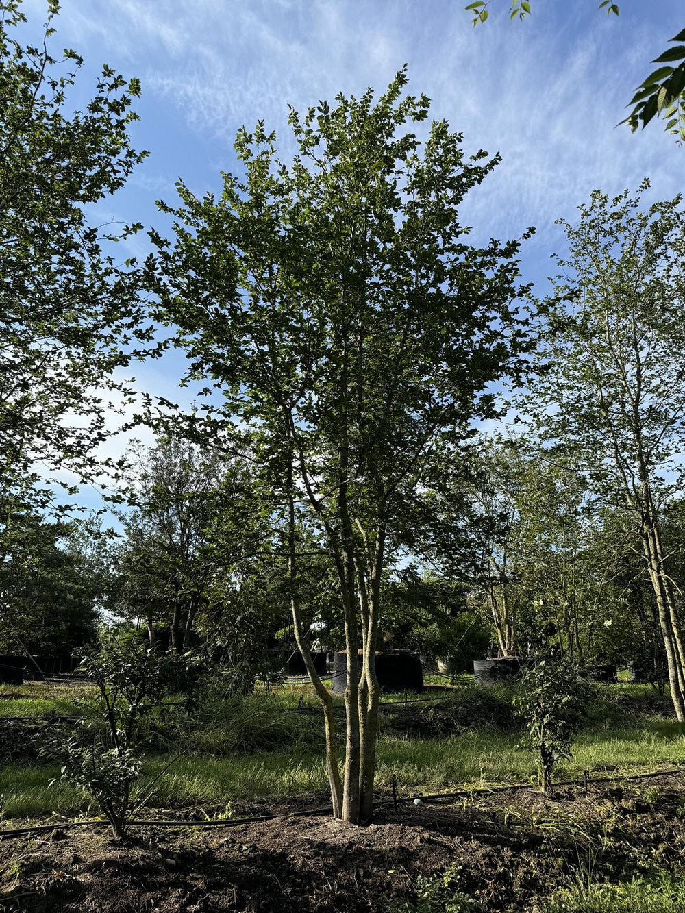 Carpinus betulus