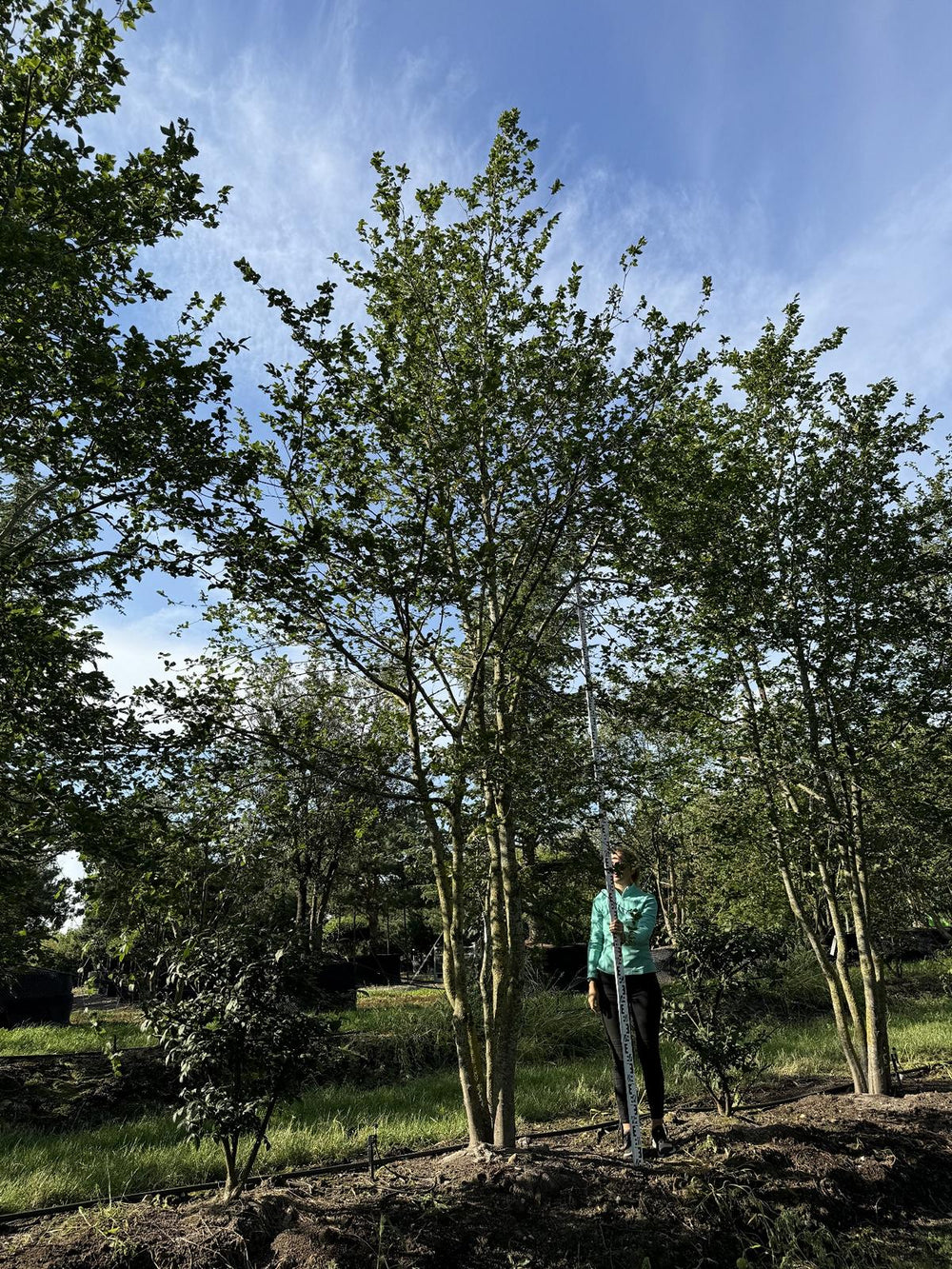 Carpinus betulus