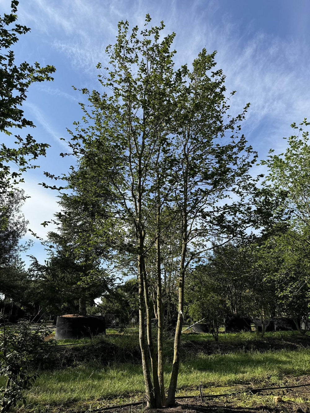 Carpinus betulus