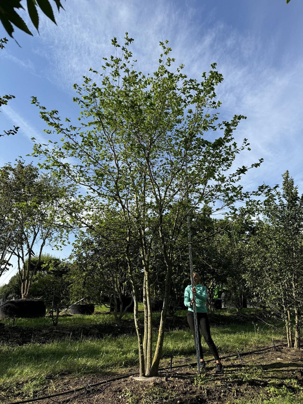 Carpinus betulus