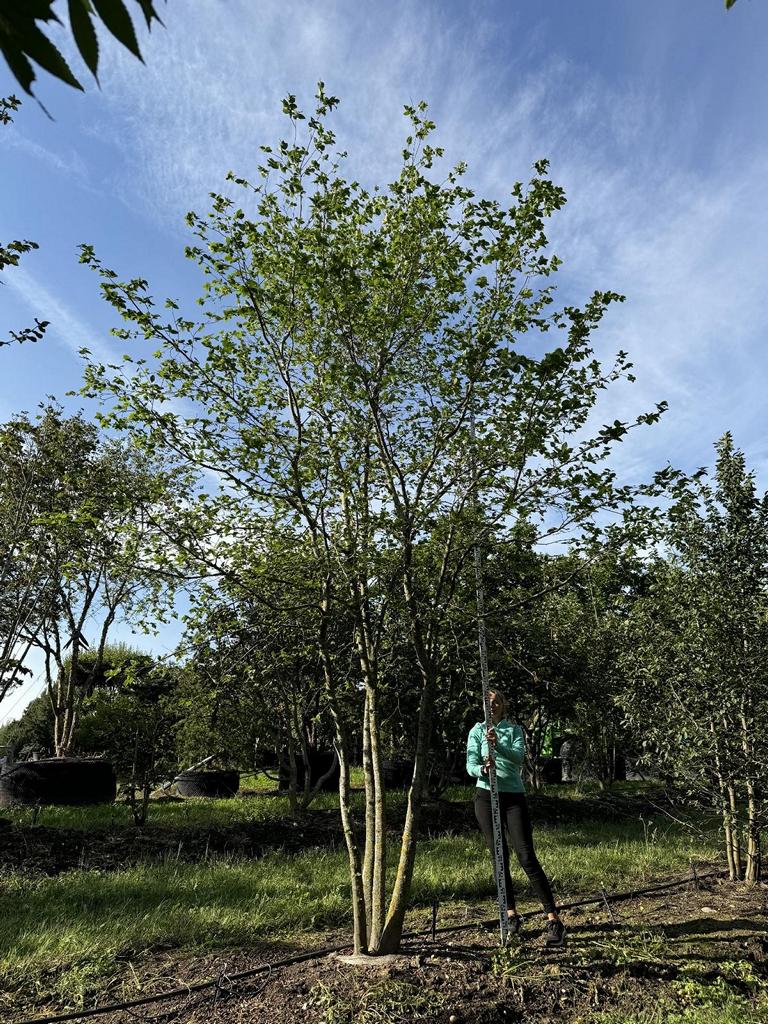 Carpinus betulus