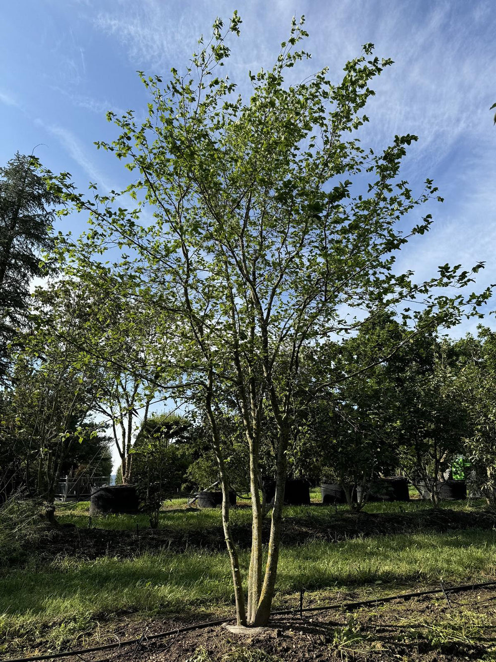 Carpinus betulus