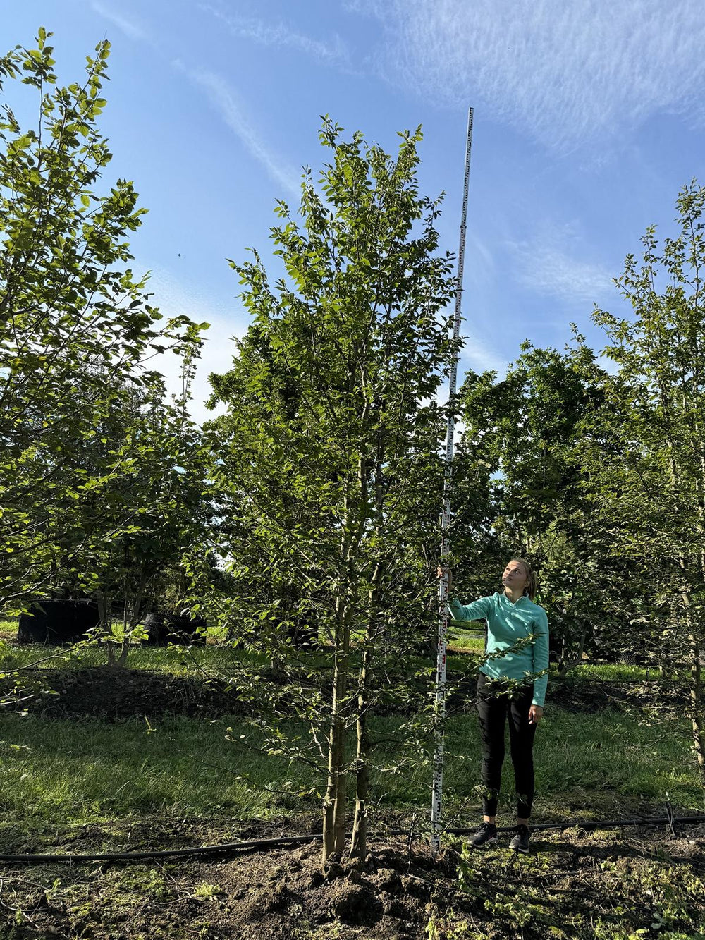 Carpinus betulus