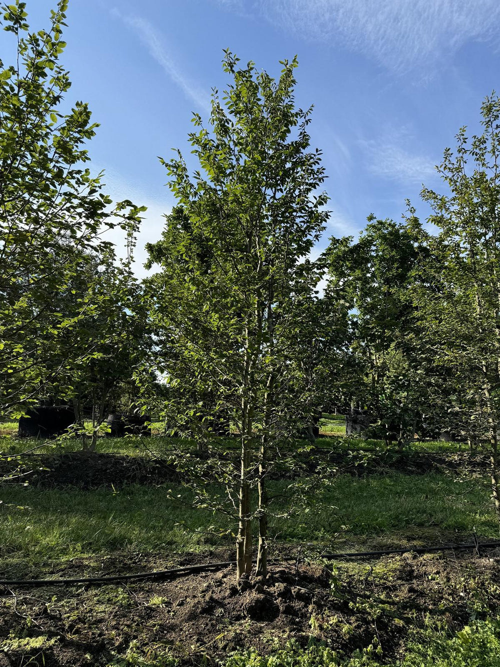 Carpinus betulus