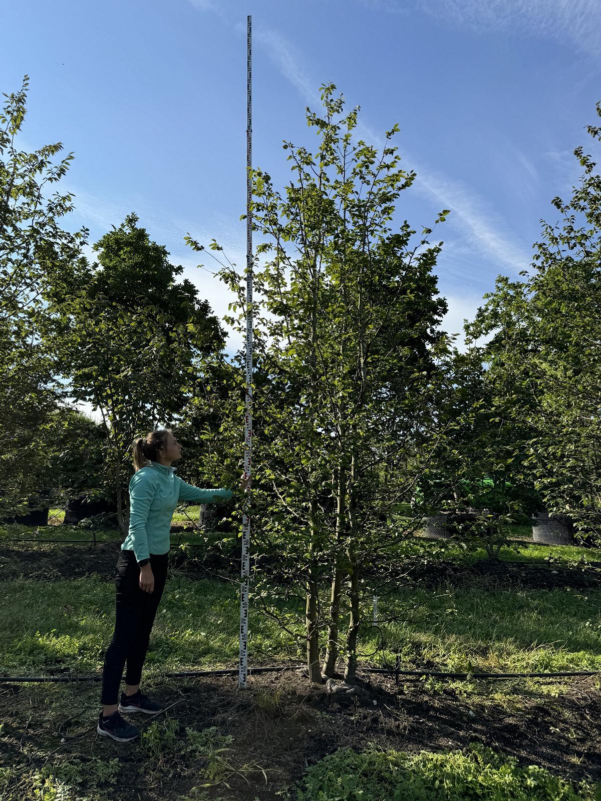 Carpinus betulus