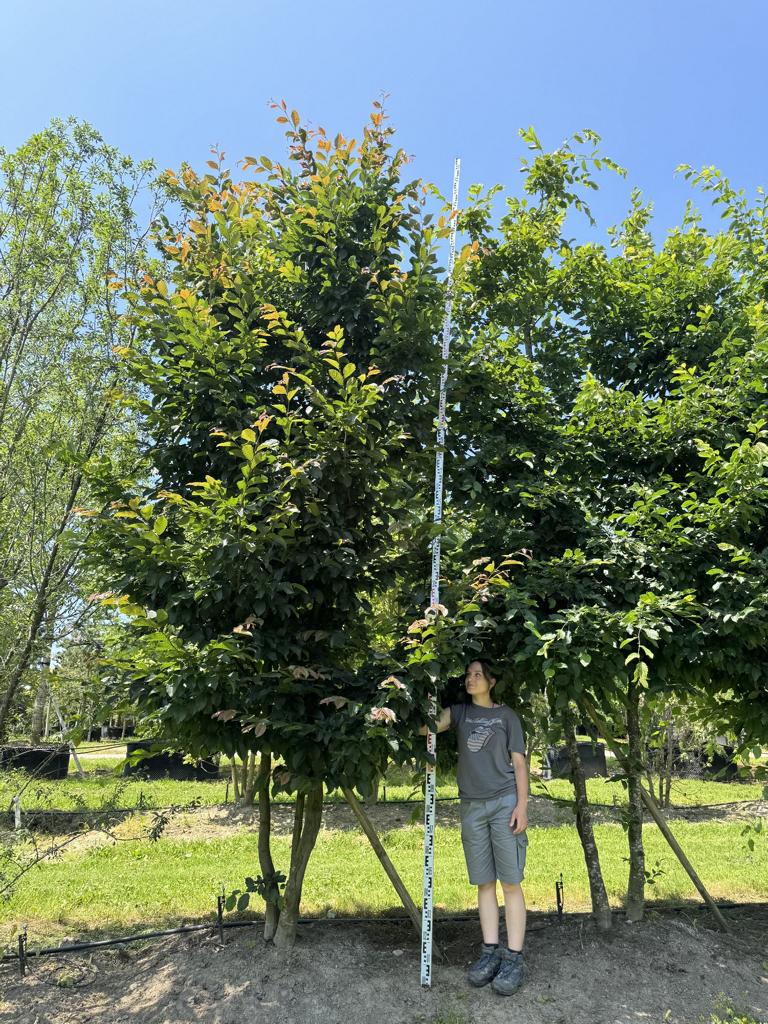 Carpinus betulus