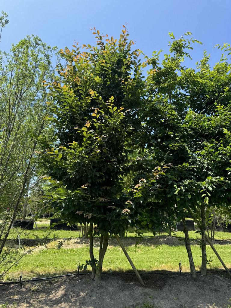Carpinus betulus