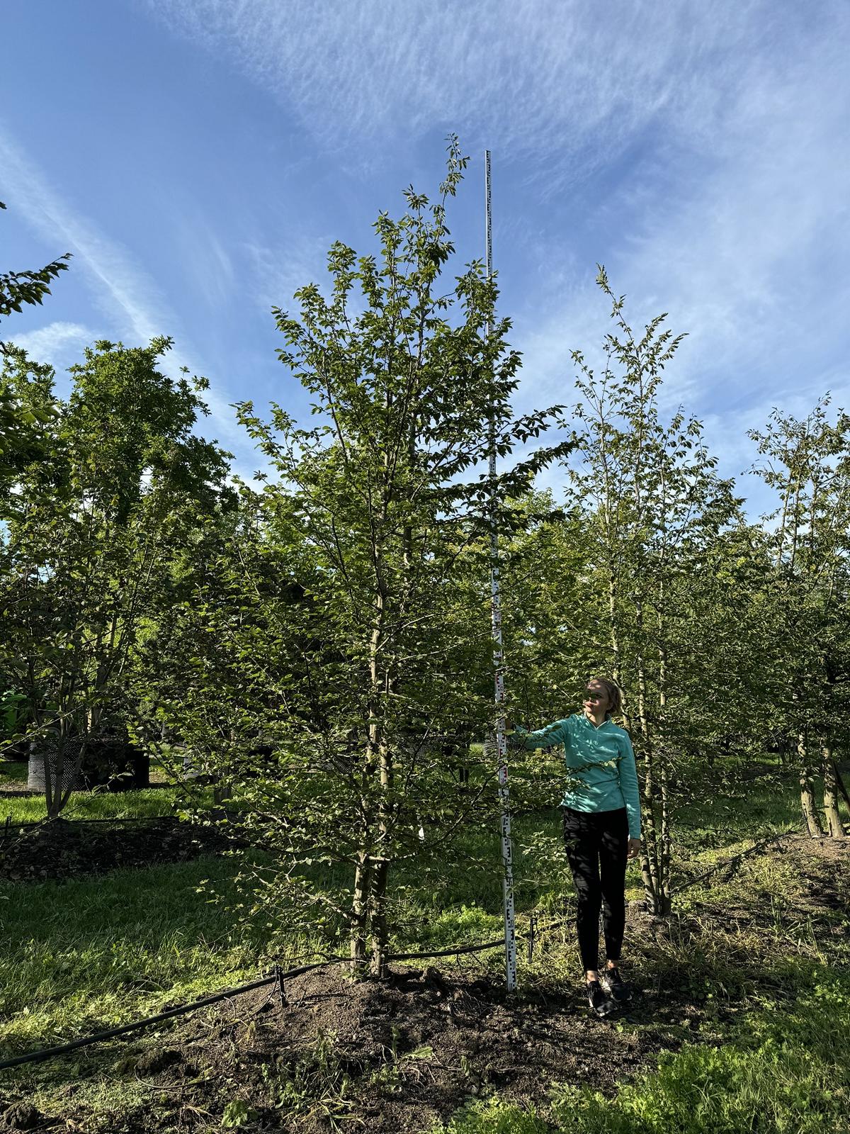 Carpinus betulus