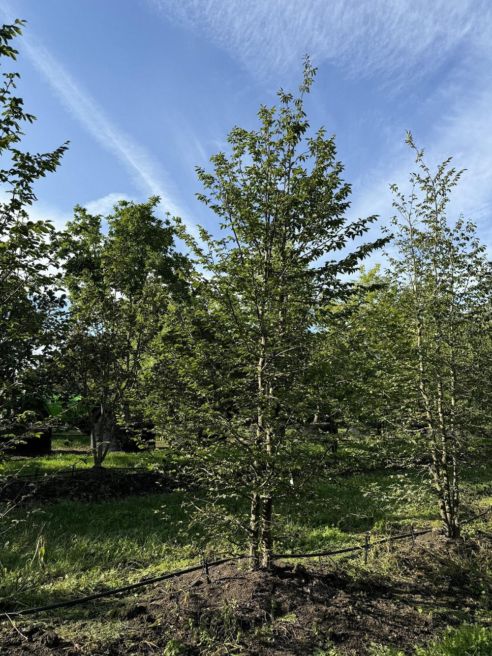 Carpinus betulus