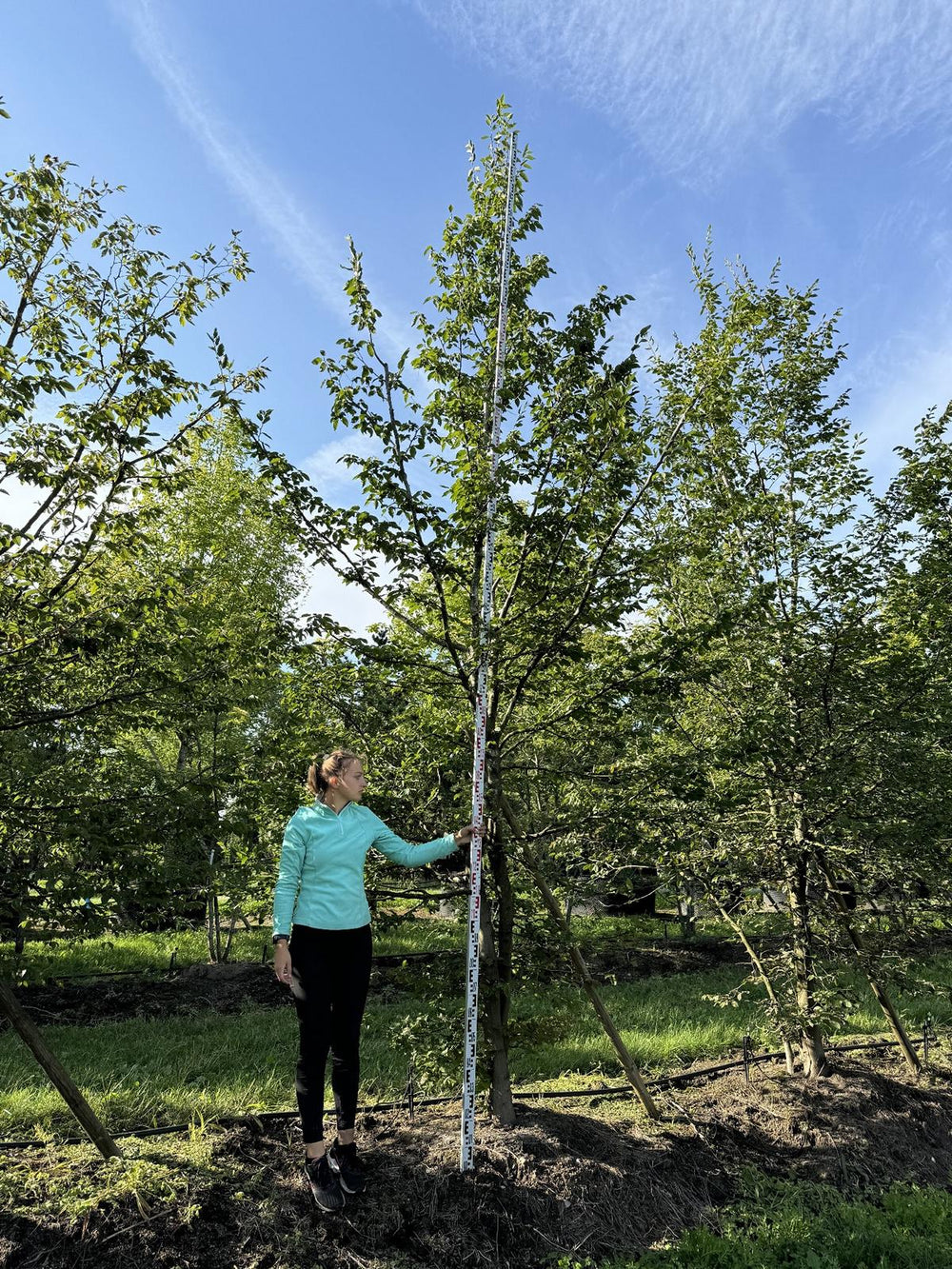 Carpinus betulus