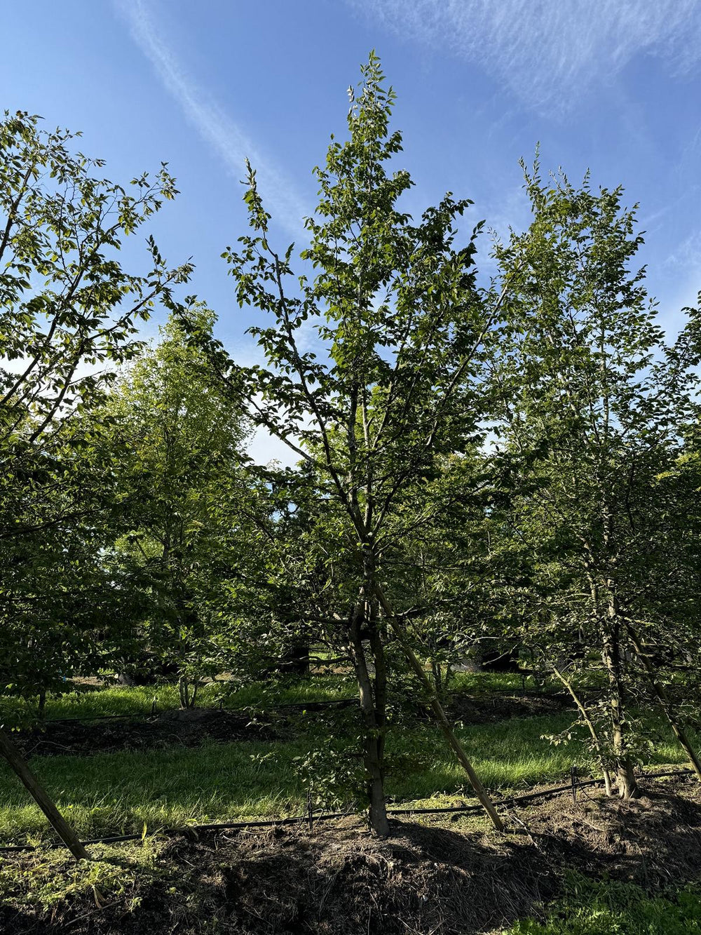 Carpinus betulus