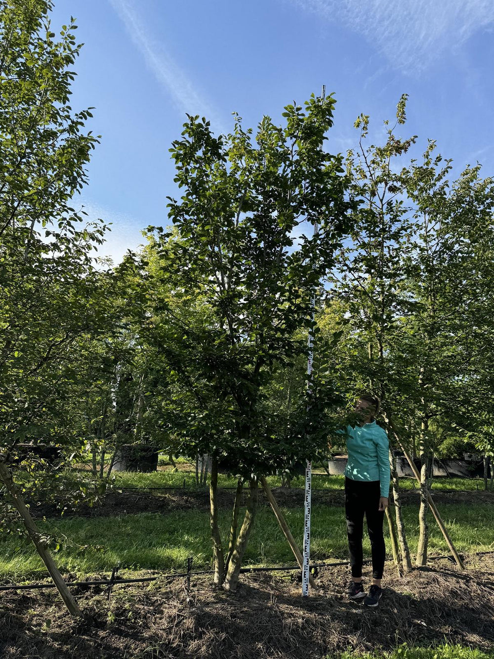 Carpinus betulus