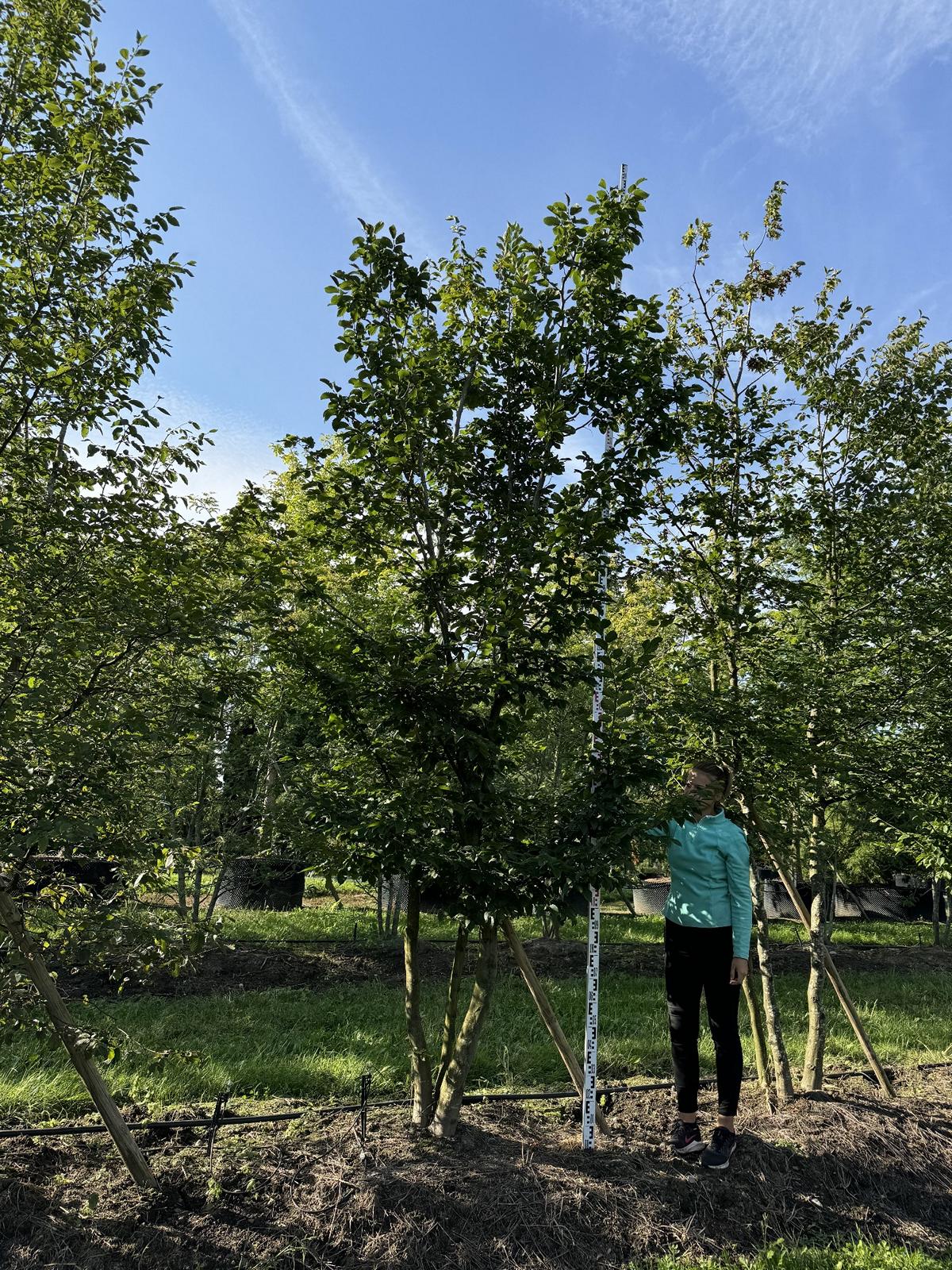 Carpinus betulus