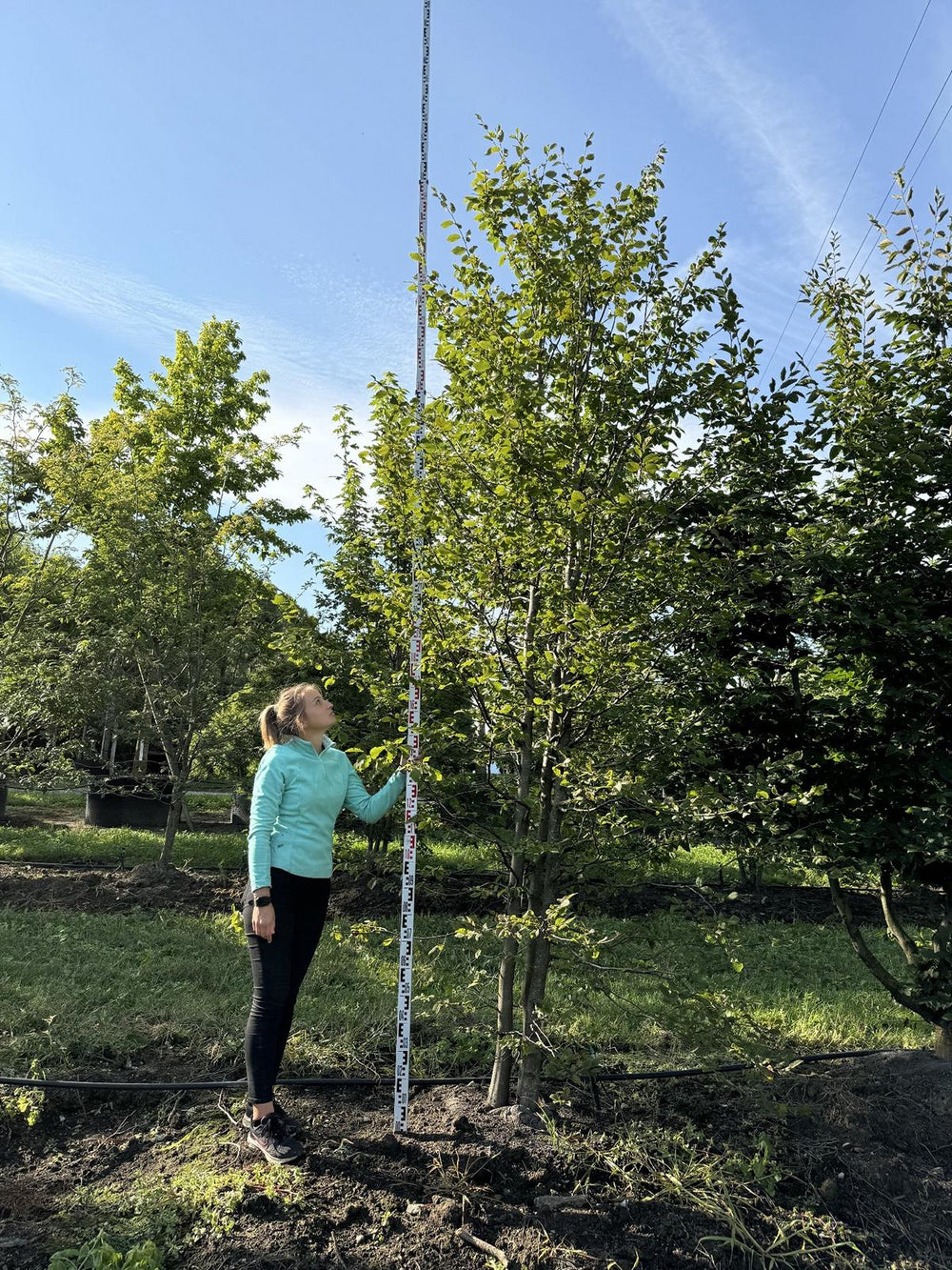 Carpinus betulus