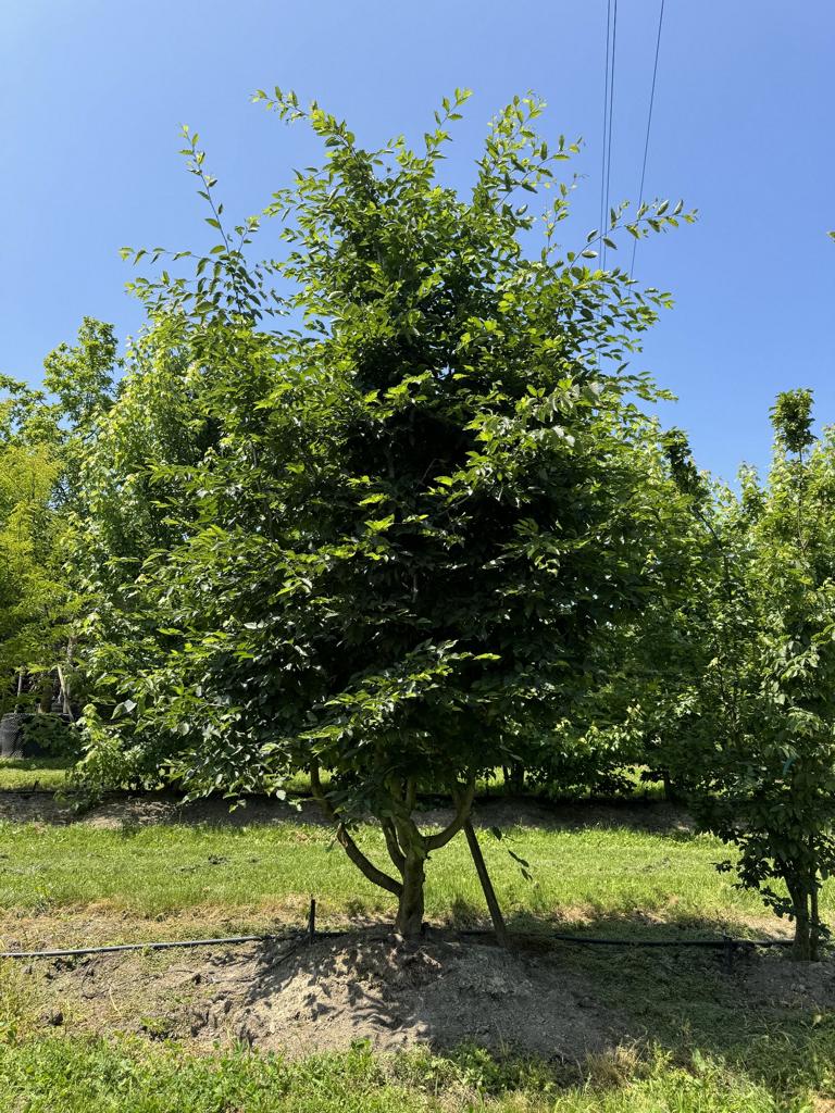 Carpinus betulus
