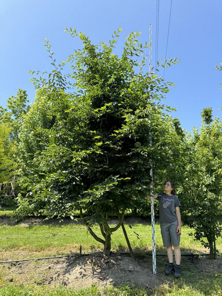 Carpinus betulus