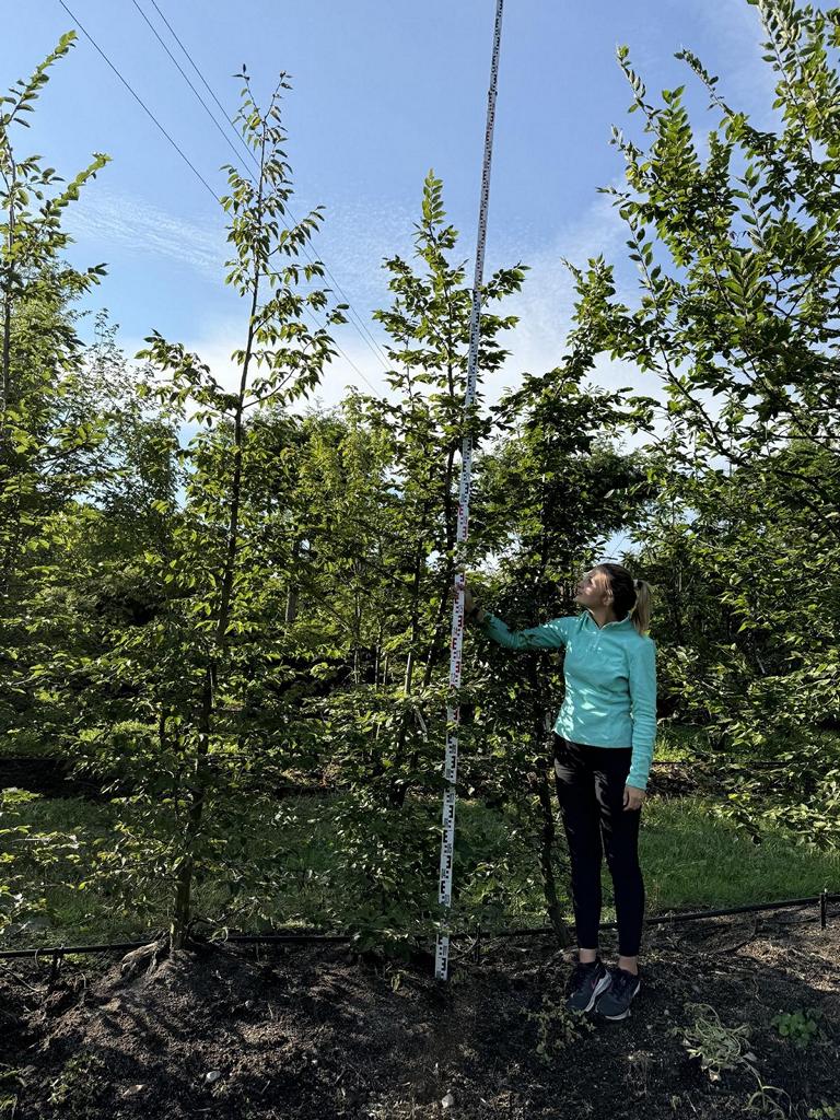 Carpinus betulus