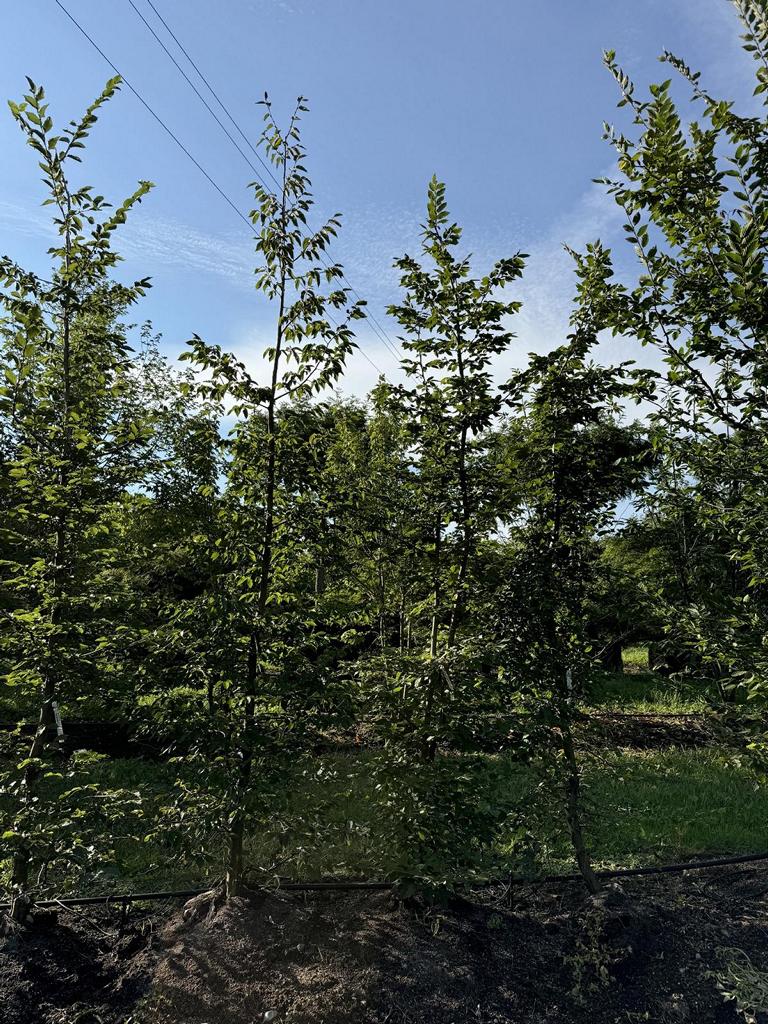 Carpinus betulus