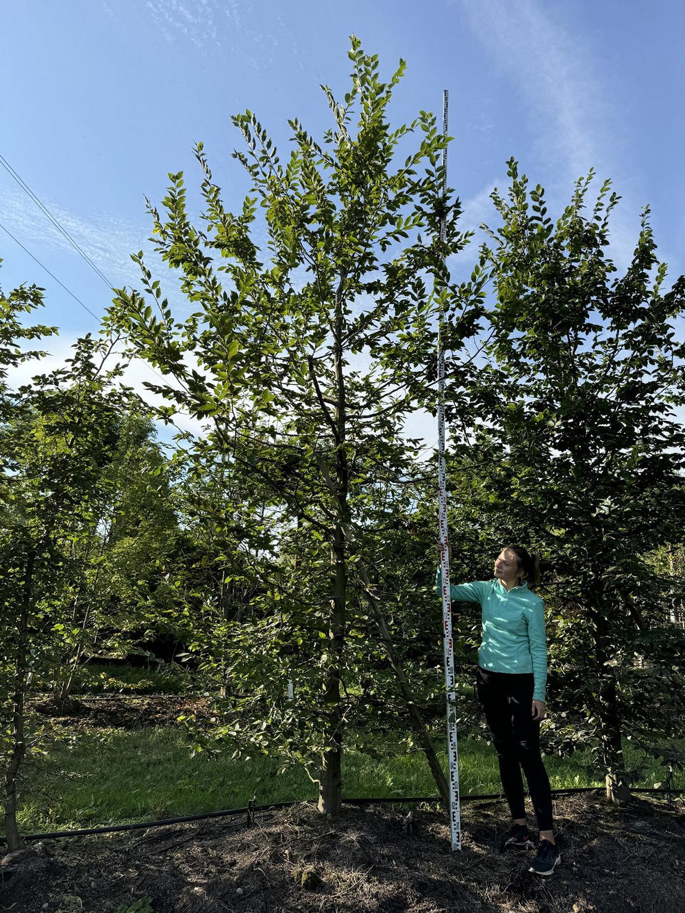 Carpinus betulus