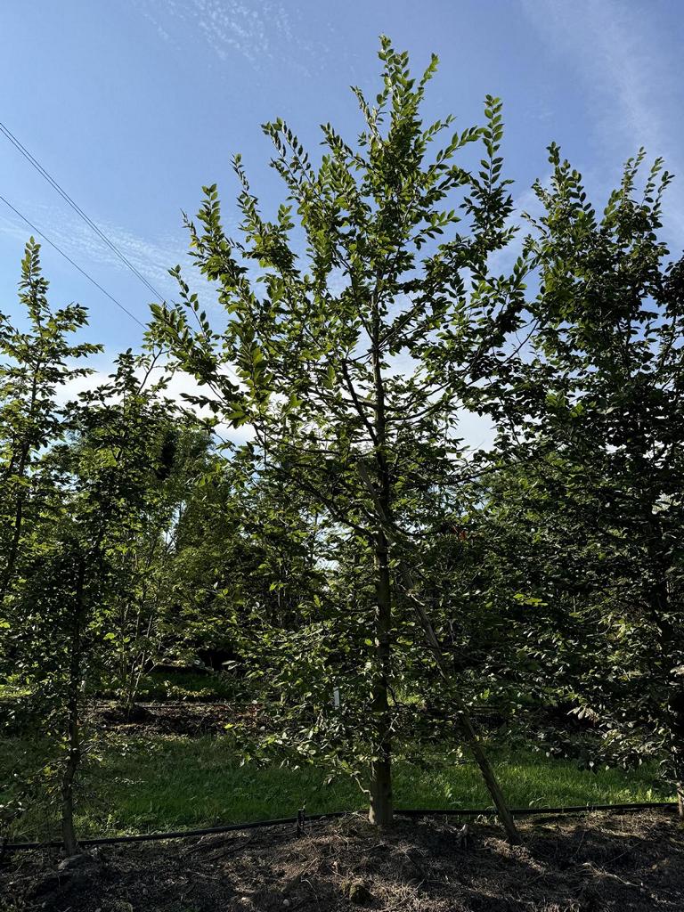 Carpinus betulus