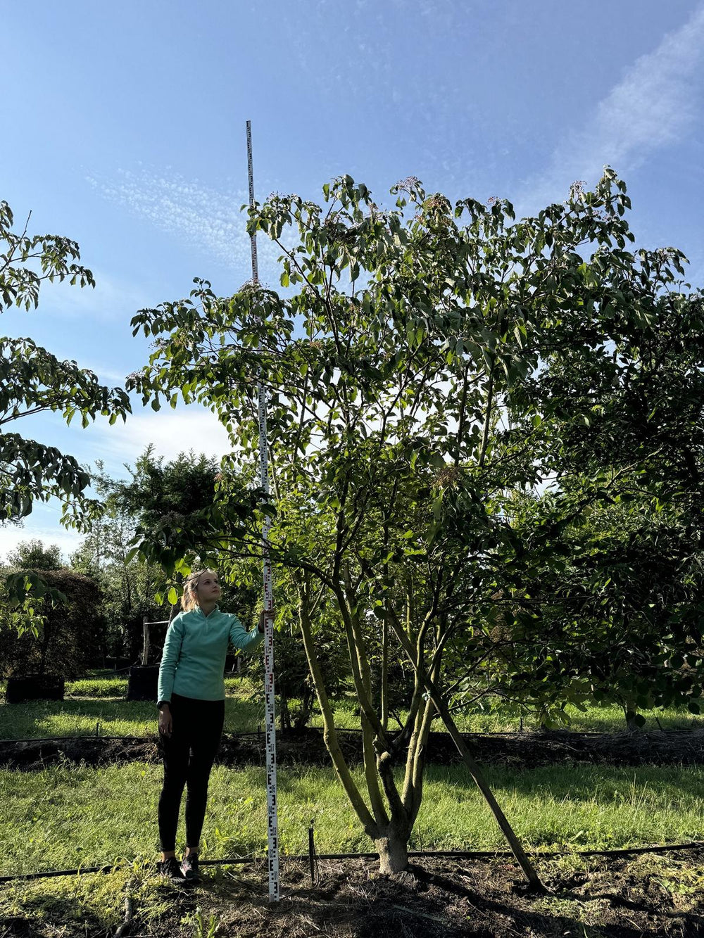 Cornus controversa