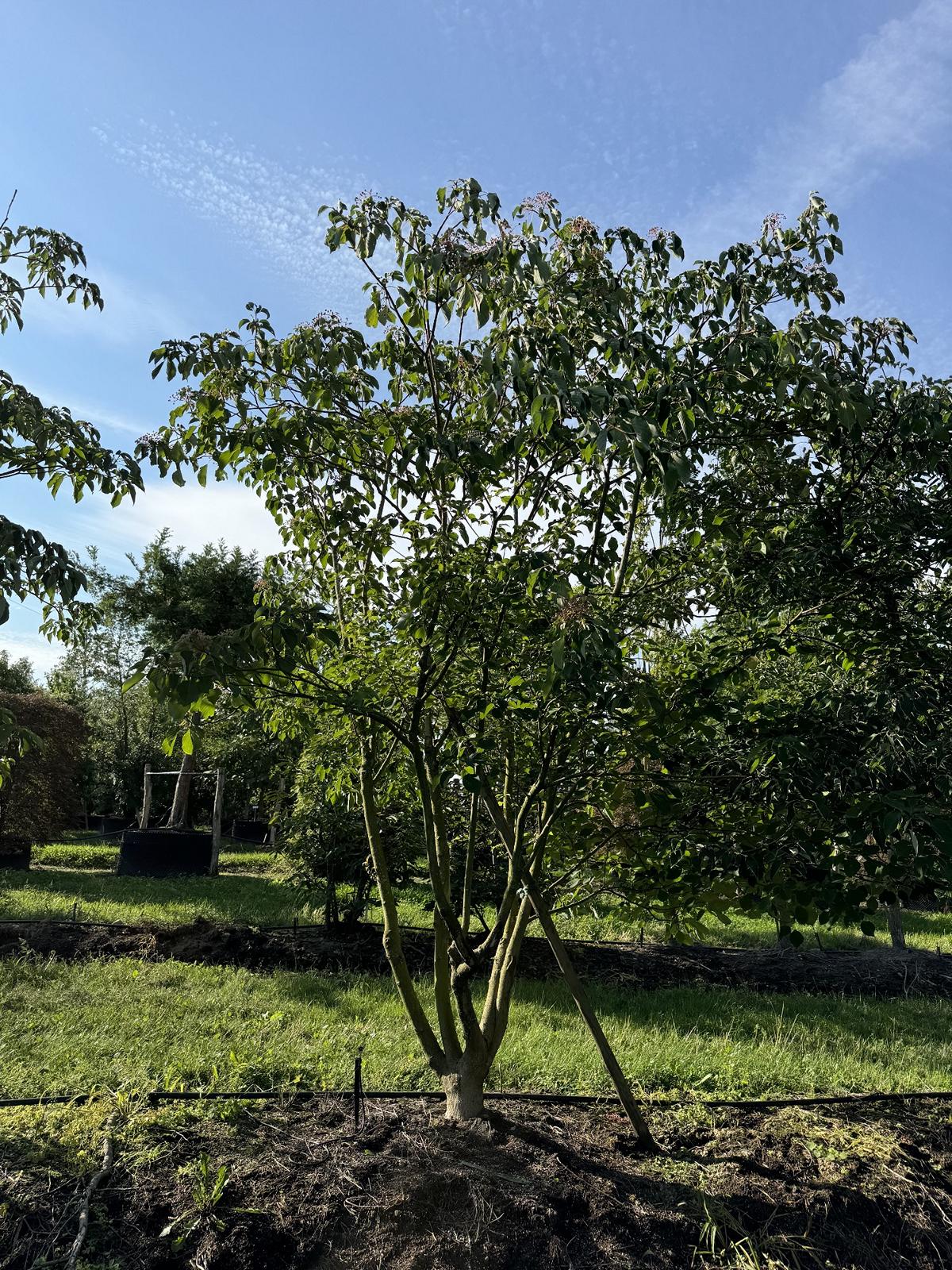 Cornus controversa