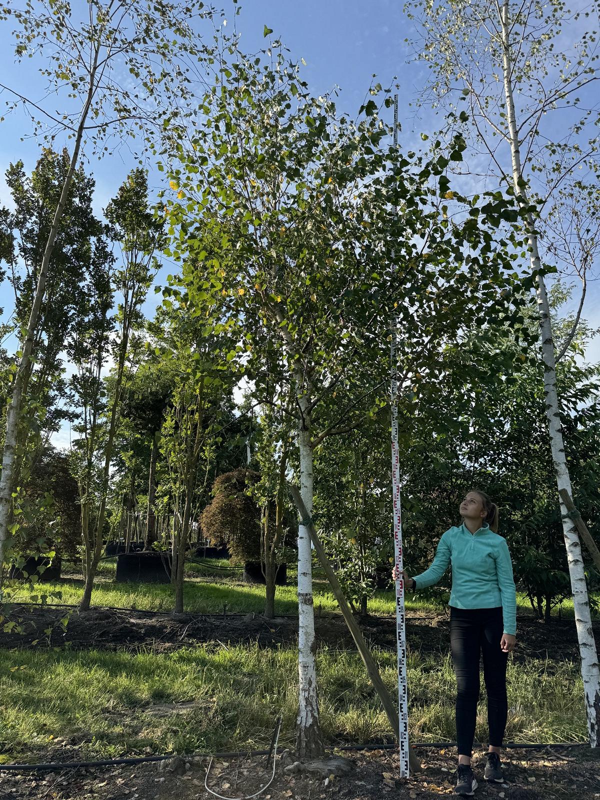 Betula pendula