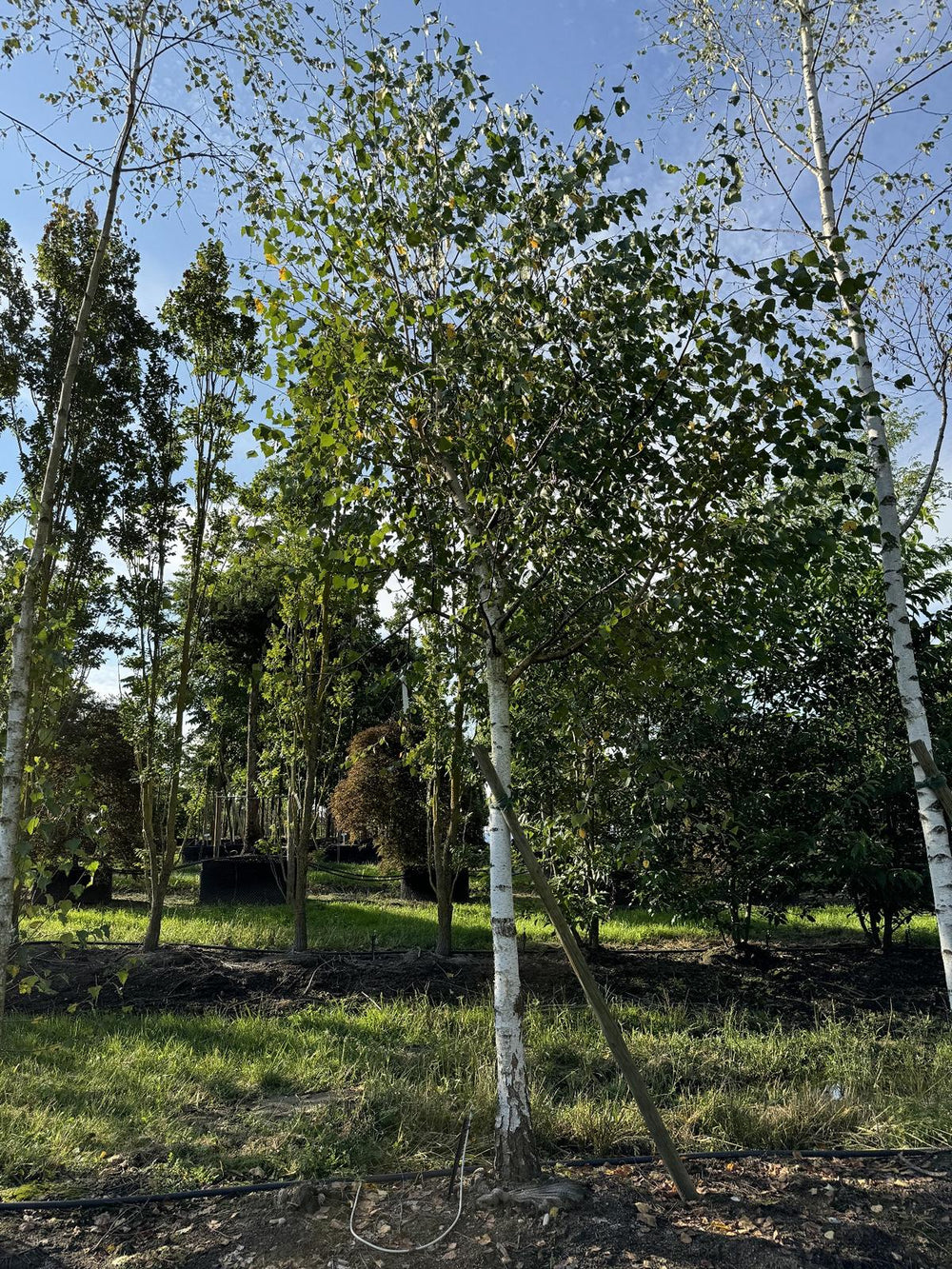 Betula pendula