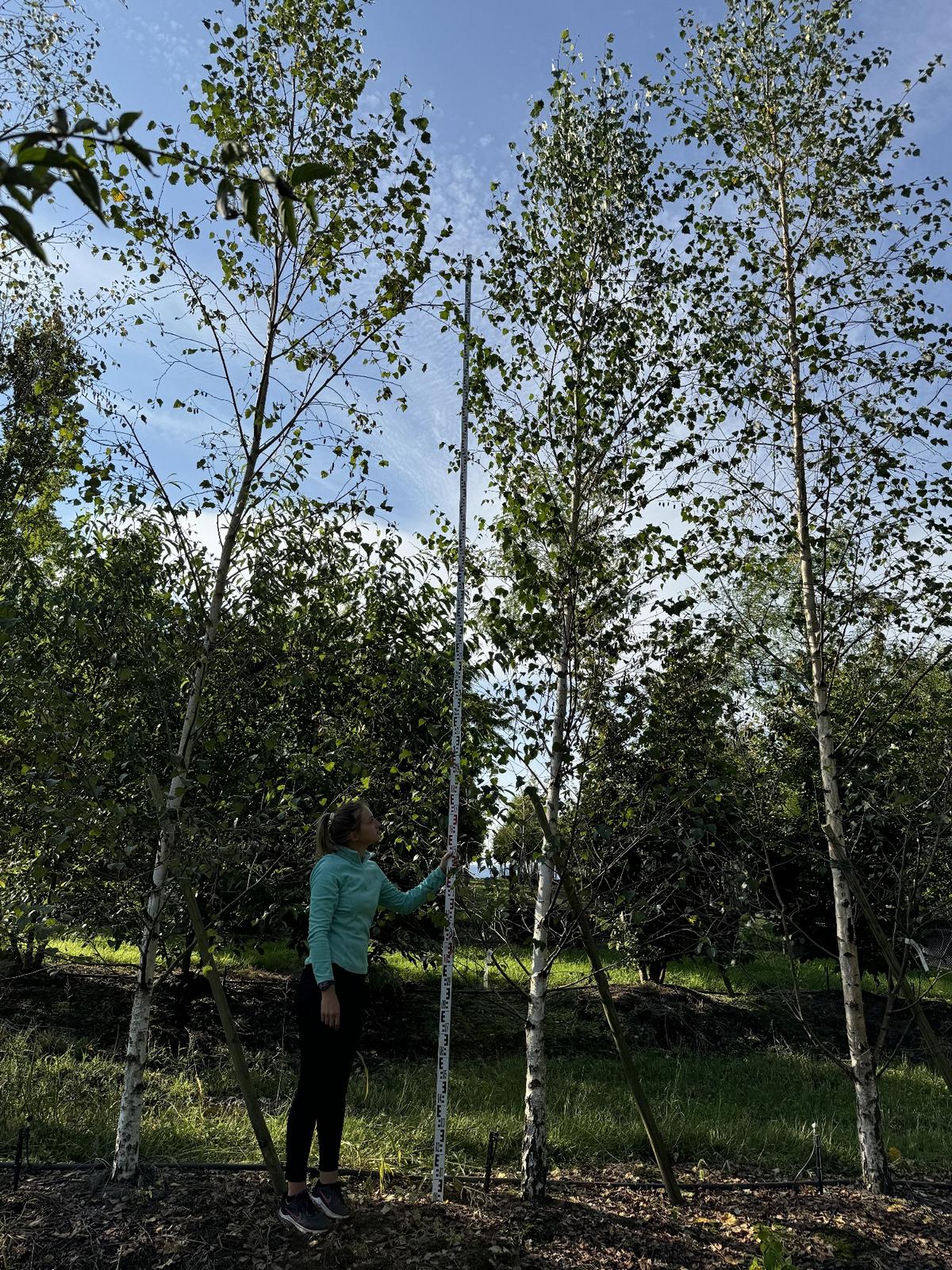 Betula pendula