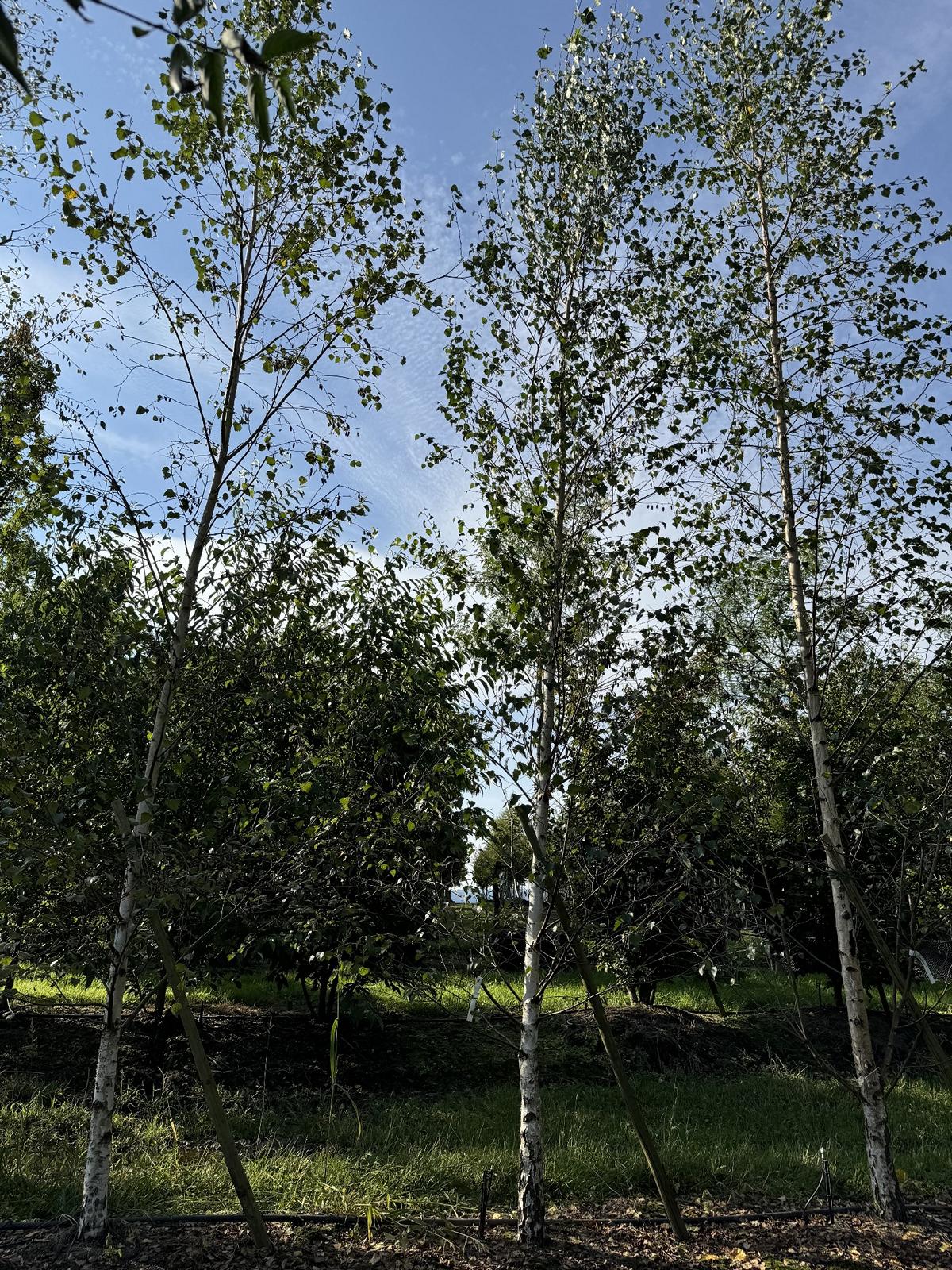 Betula pendula