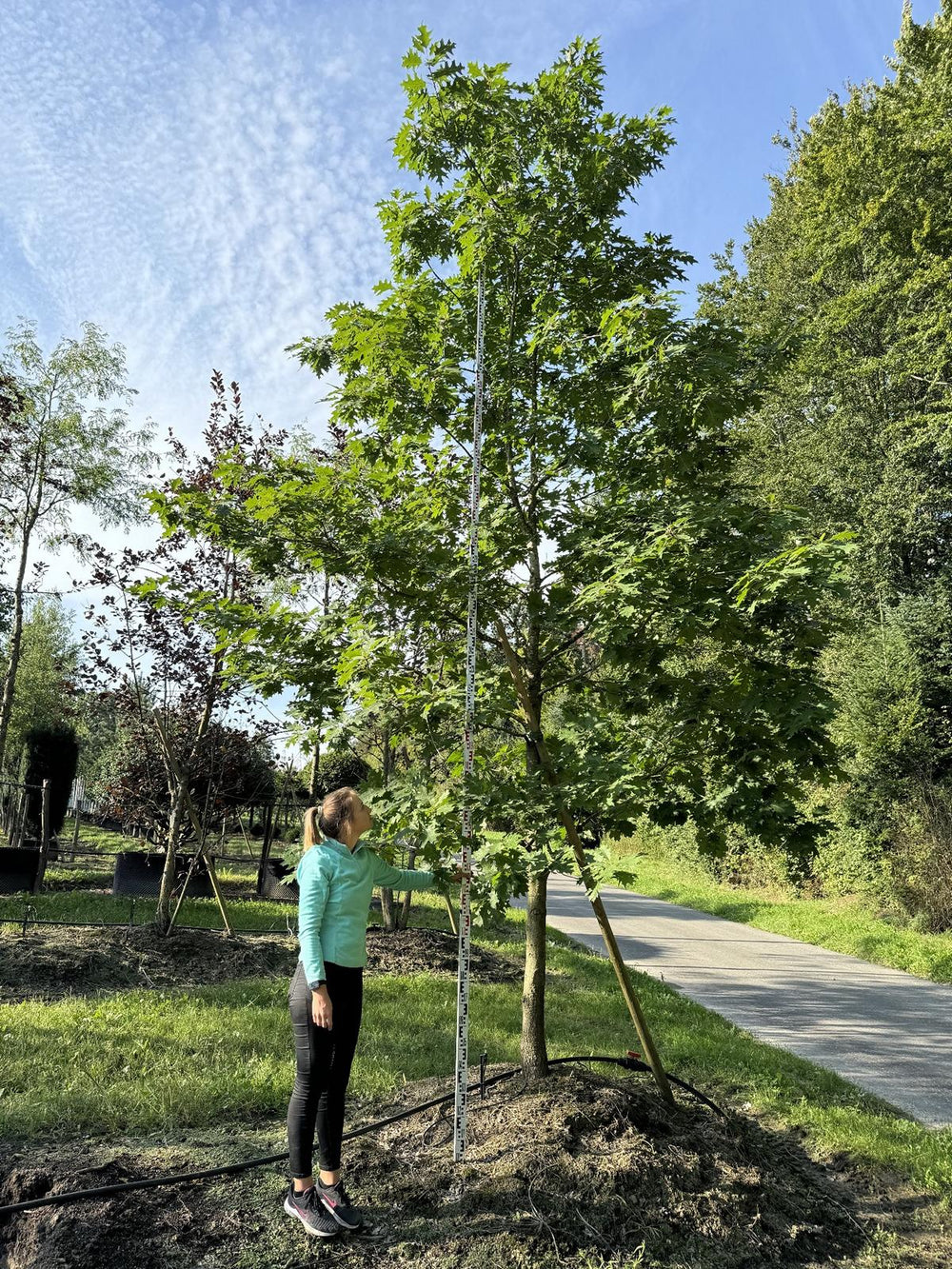 Quercus coccinea