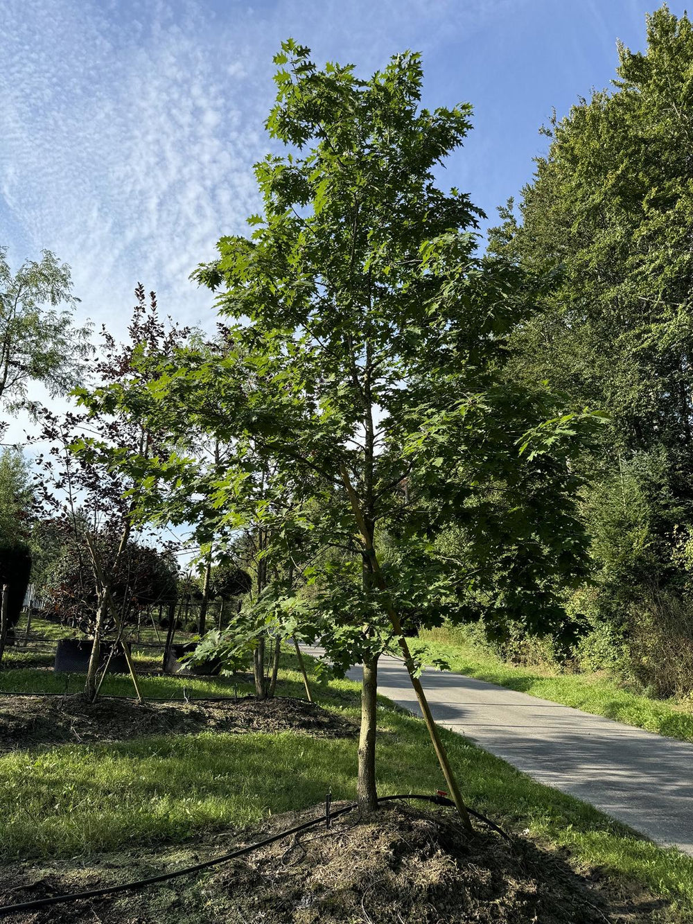 Quercus coccinea