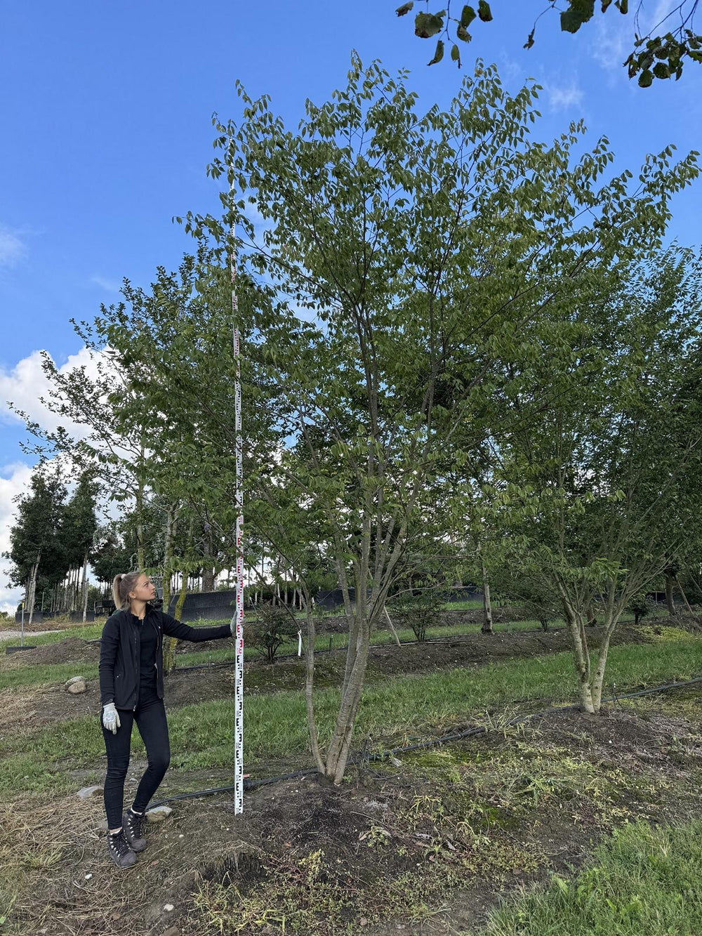 Zelkova serrata