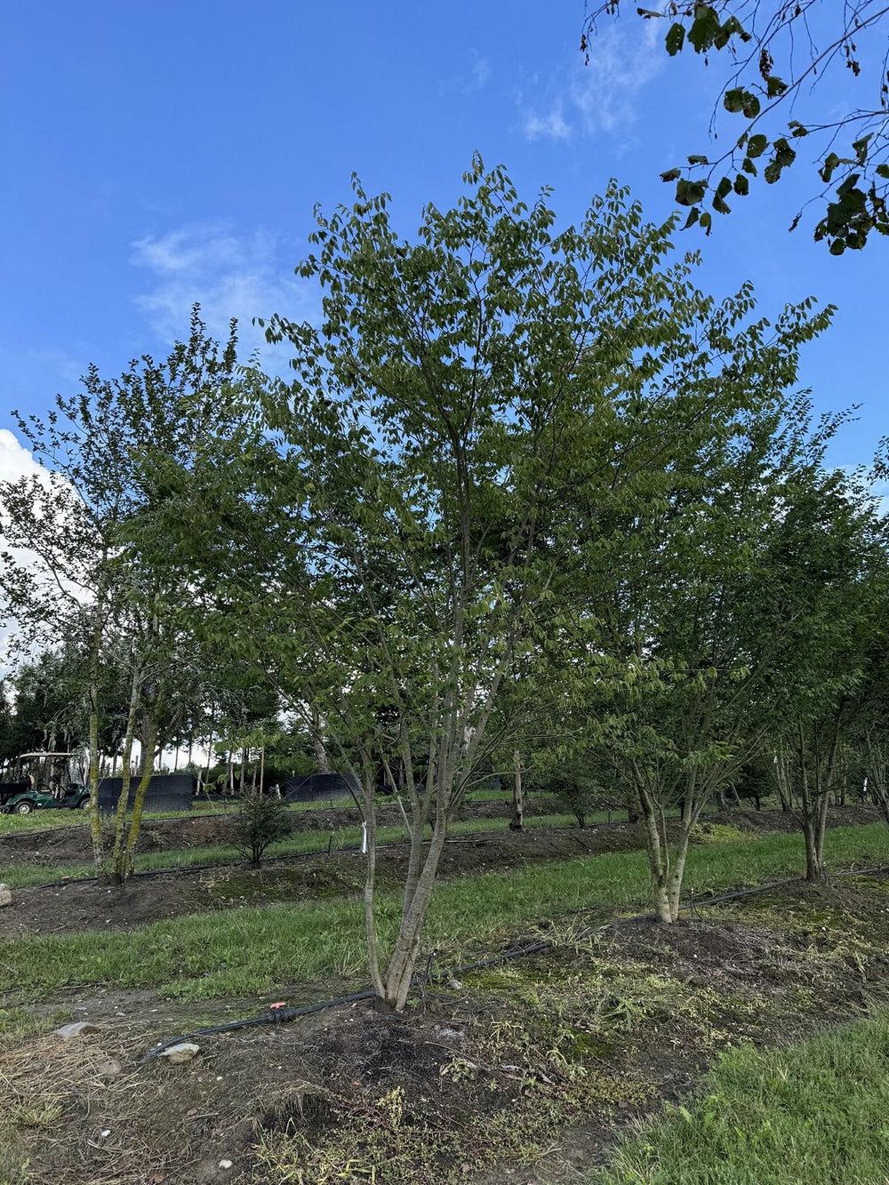 Zelkova serrata