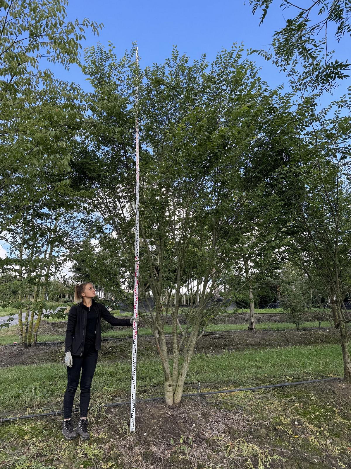 Zelkova serrata