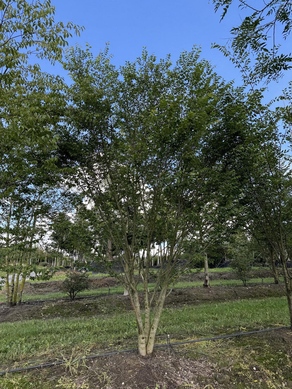 Zelkova serrata