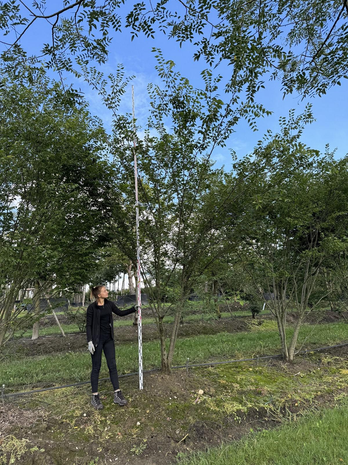 Zelkova serrata