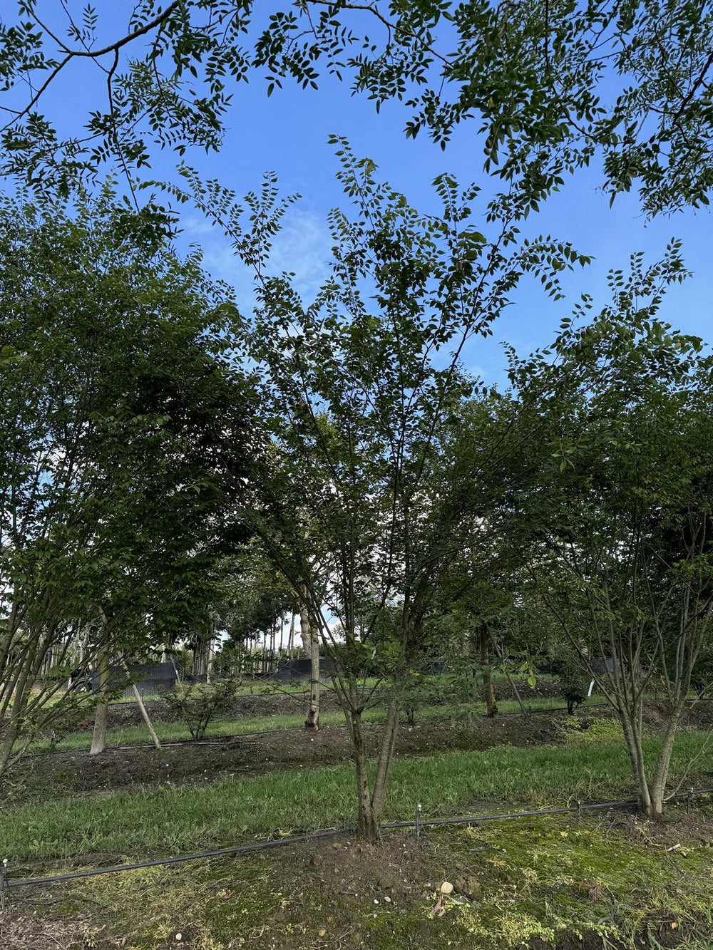 Zelkova serrata