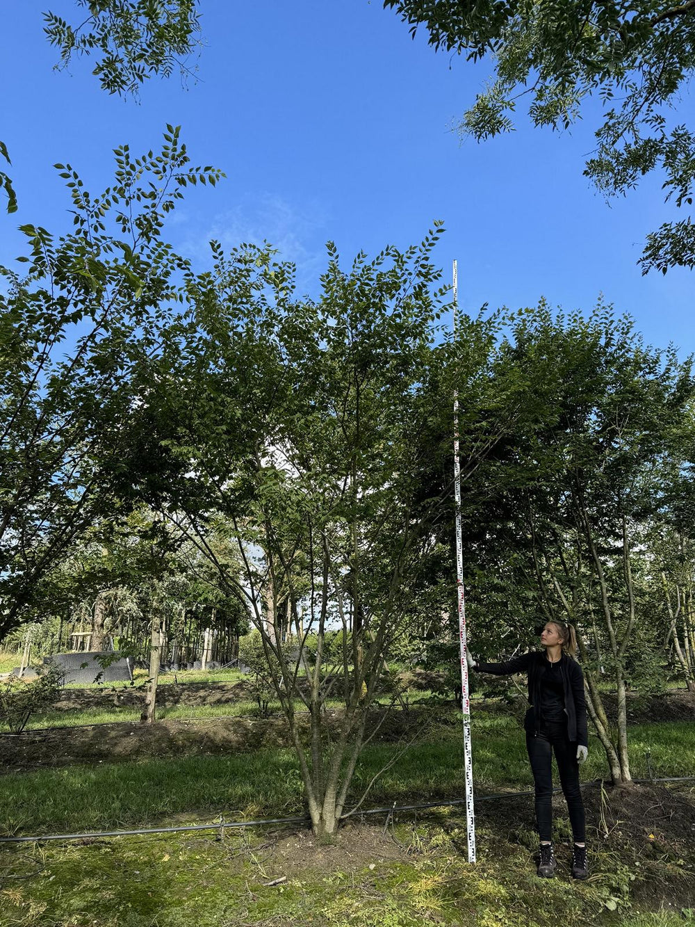 Zelkova serrata