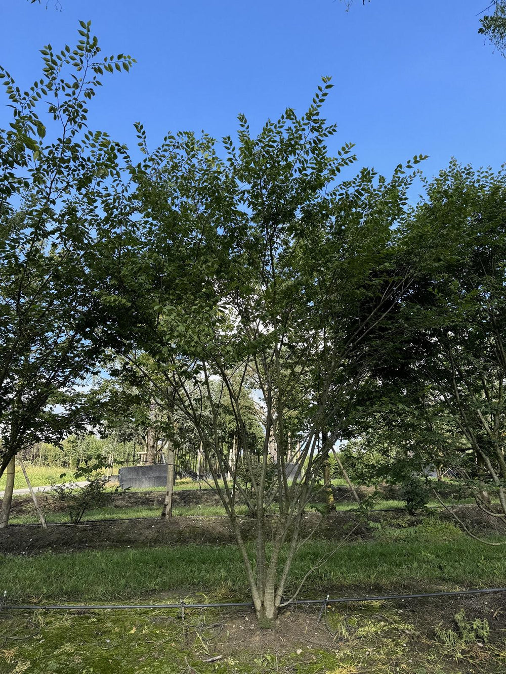 Zelkova serrata