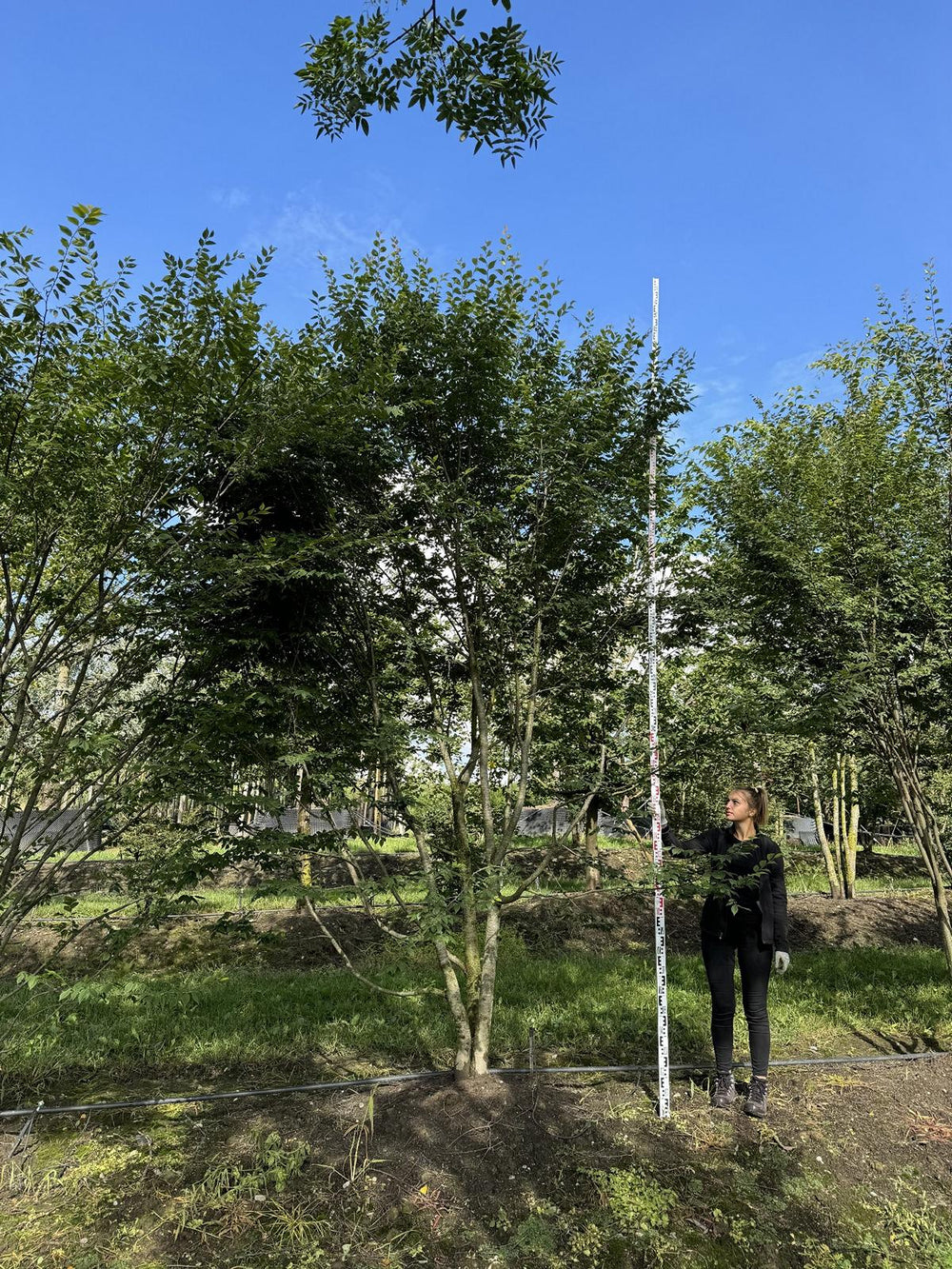 Zelkova serrata