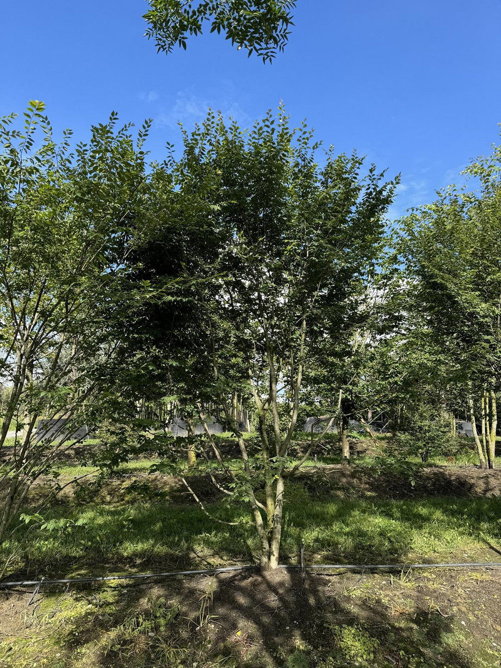 Zelkova serrata