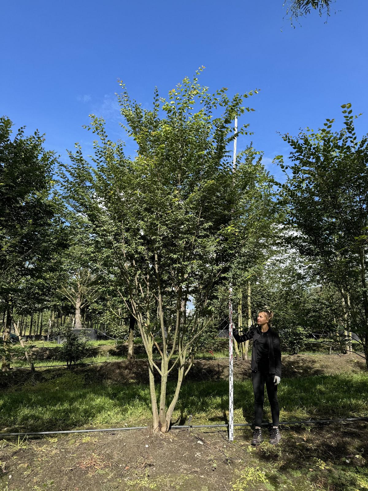 Zelkova serrata