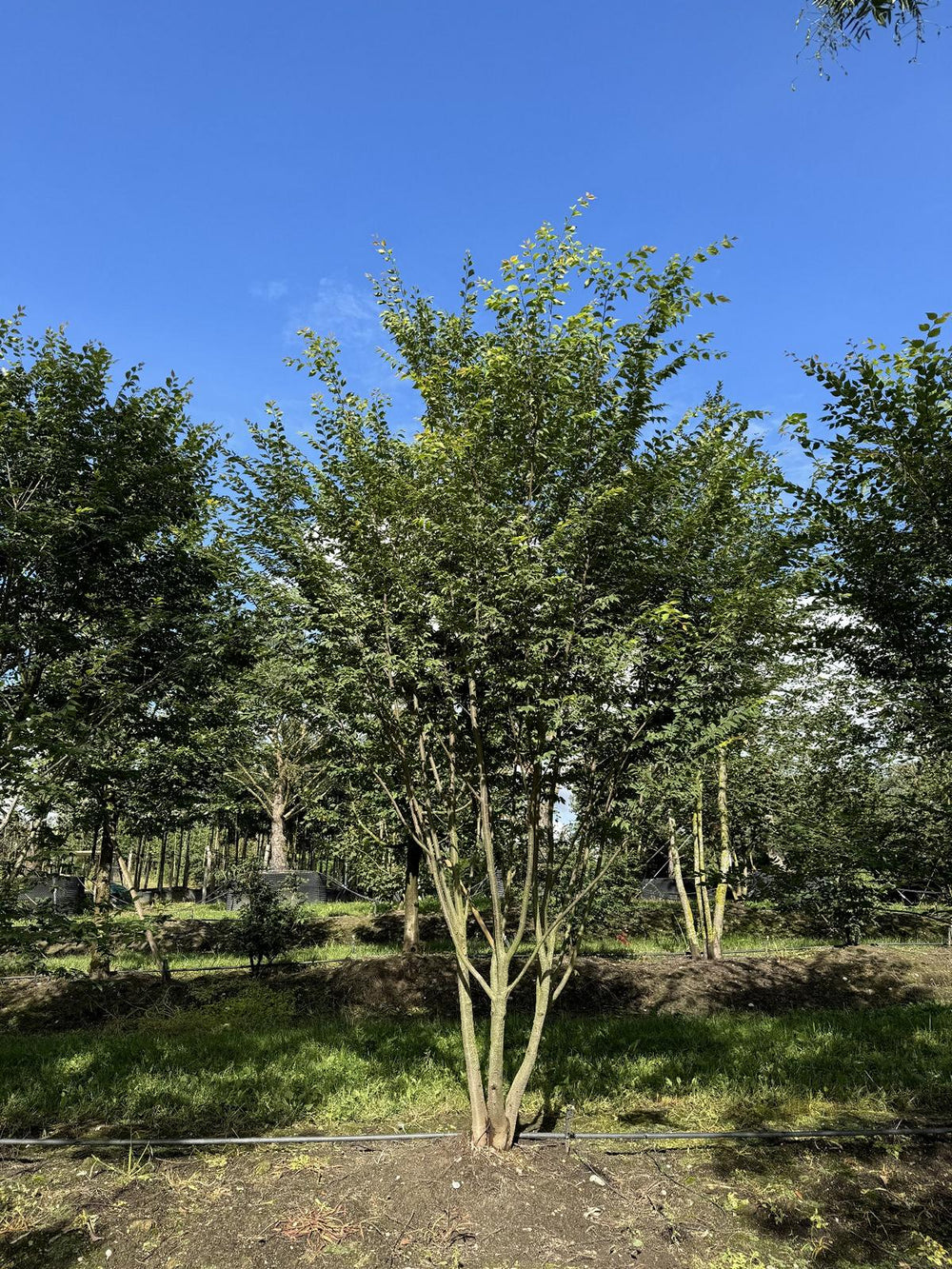 Zelkova serrata