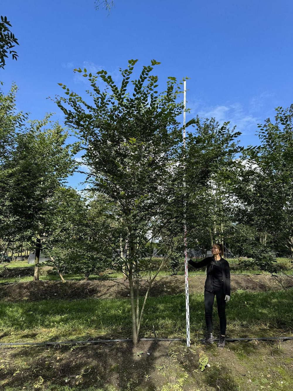 Zelkova serrata