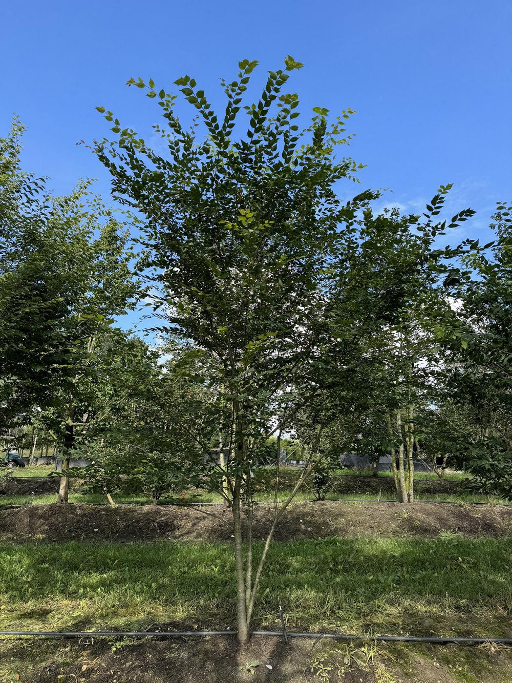 Zelkova serrata