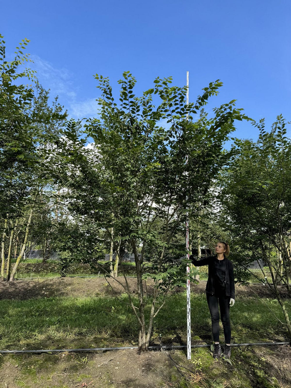 Zelkova serrata