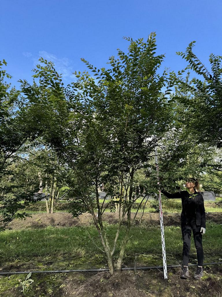 Zelkova serrata