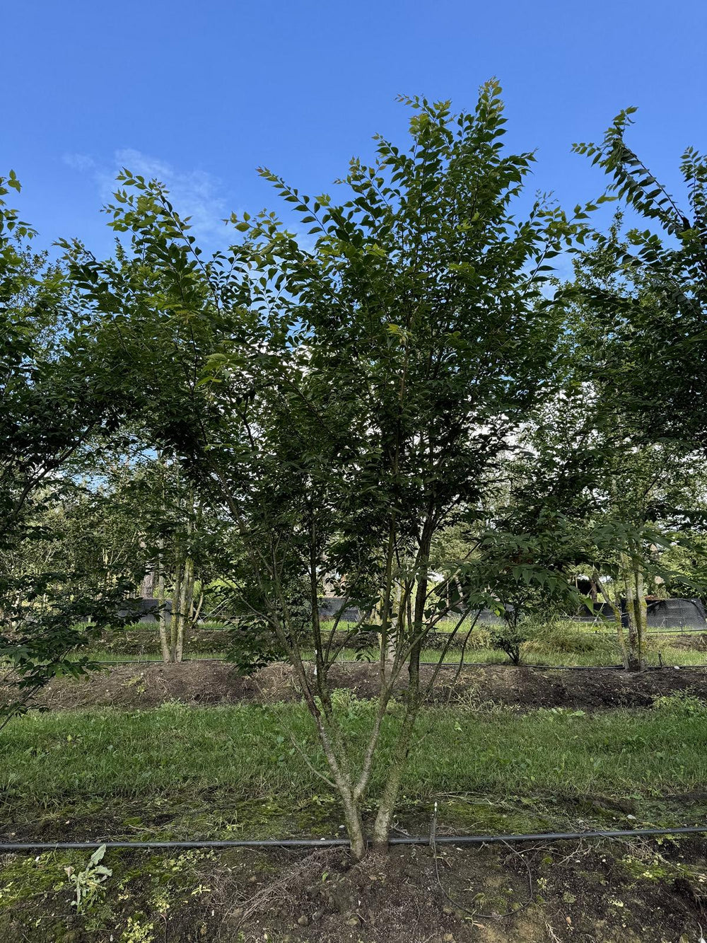 Zelkova serrata